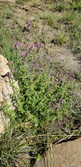 Syncolostemon