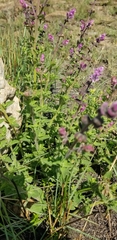Syncolostemon