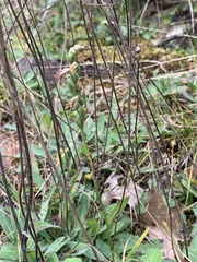 Spiranthes incurva