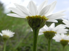 Tanacetum corymbosum
