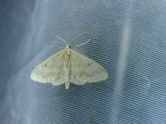 Idaea biselata