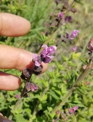 Syncolostemon