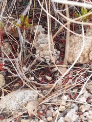 Phrynosoma platyrhinos