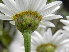 Tanacetum corymbosum