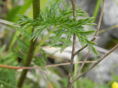 Tanacetum corymbosum