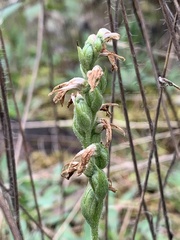 Spiranthes incurva