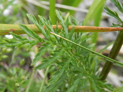 Tanacetum corymbosum