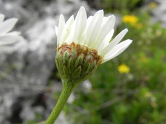 Tanacetum corymbosum