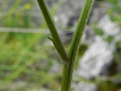 Tanacetum corymbosum