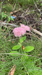 Hylotelephium