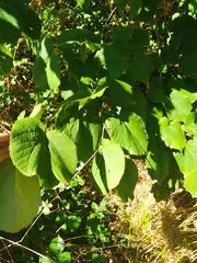 Tilia platyphyllos