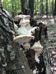 Rigidoporus populinus