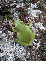 Hyla eximia