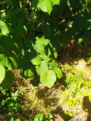 Tilia platyphyllos