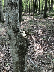 Rigidoporus populinus