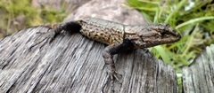 Sceloporus grammicus