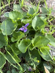 Viola reichenbachiana