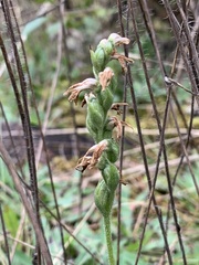 Spiranthes incurva