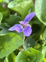 Viola reichenbachiana
