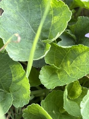 Viola reichenbachiana