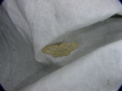 Idaea aversata