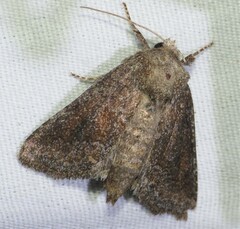 Lacinipolia meditata