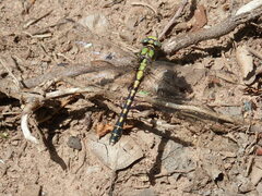 Ophiogomphus carolus
