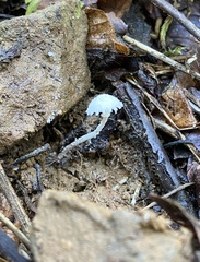 Cystolepiota seminuda