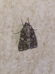 Acronicta afflicta