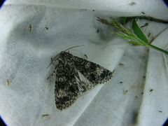 Acronicta megacephala