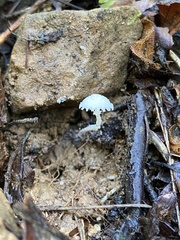 Cystolepiota seminuda