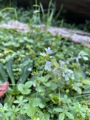 Euphrasia officinalis