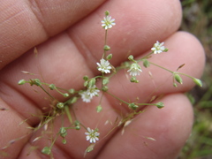 Drymaria leptophylla