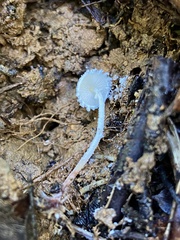 Cystolepiota seminuda