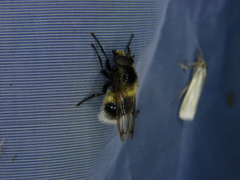 Volucella bombylans