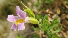 Erythranthe erubescens