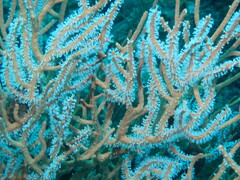 Subergorgia suberosa