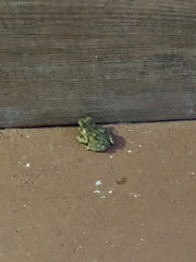Rhinella