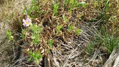 Erythranthe erubescens