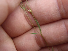 Drymaria leptophylla