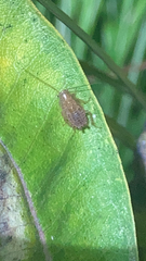 Ectobius pallidus
