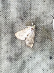 Glaphyria sesquistrialis