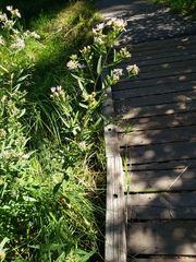 Symphyotrichum subspicatum