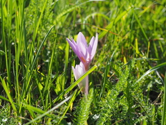 Colchicum autumnale