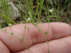 Drymaria leptophylla