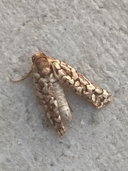 Choristoneura houstonana