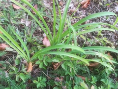 Hemerocallis fulva