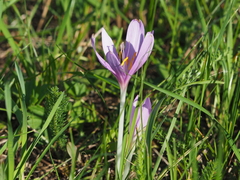 Colchicum autumnale