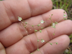 Drymaria leptophylla