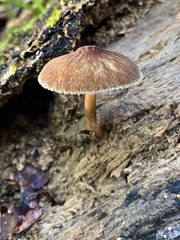 Pluteus umbrosus